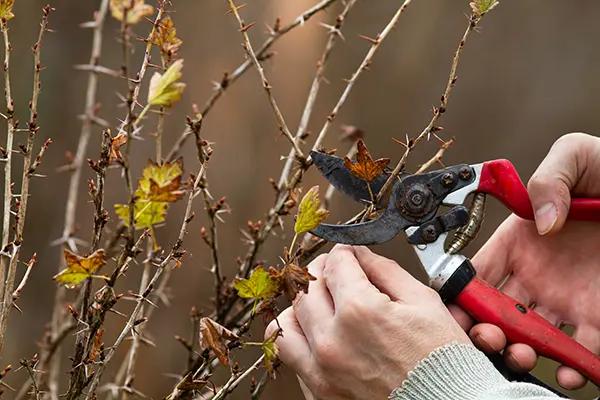 Pruning a Gooseberry Plant