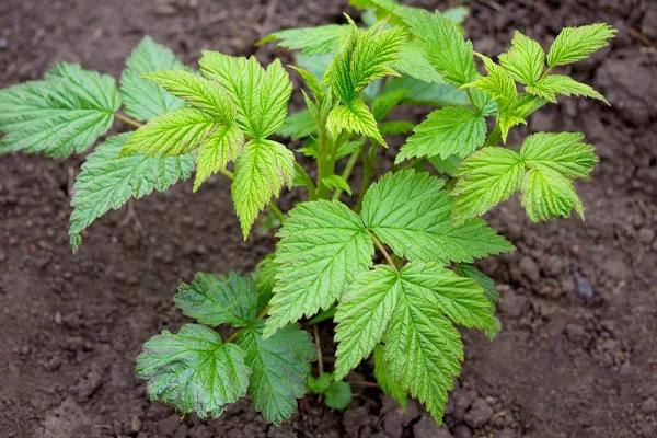 Raspberry Bush