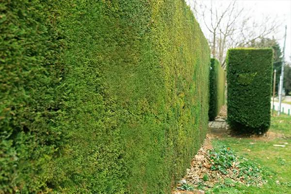 Recently pruned mature yew hedge