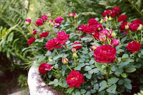 Red Roses Blooming Beautifully in a Pot