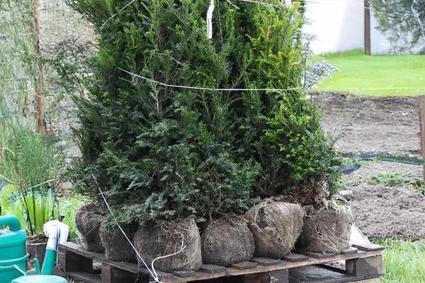 Rootball Yew Plants Ready to be Transplanted