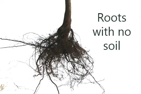 Bareroot plants are roots with no soil