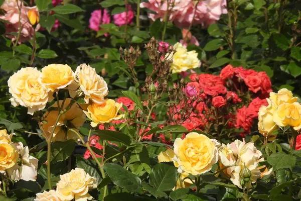 planting a rose garden