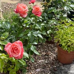 Silver Jubilee Bush Roses in Cynthia's Garden