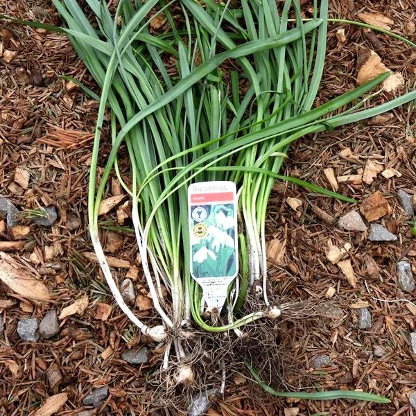 Snowdrops in the green ready to be planted