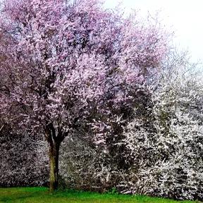 Spring Cherry Blossom Trees and Hedging