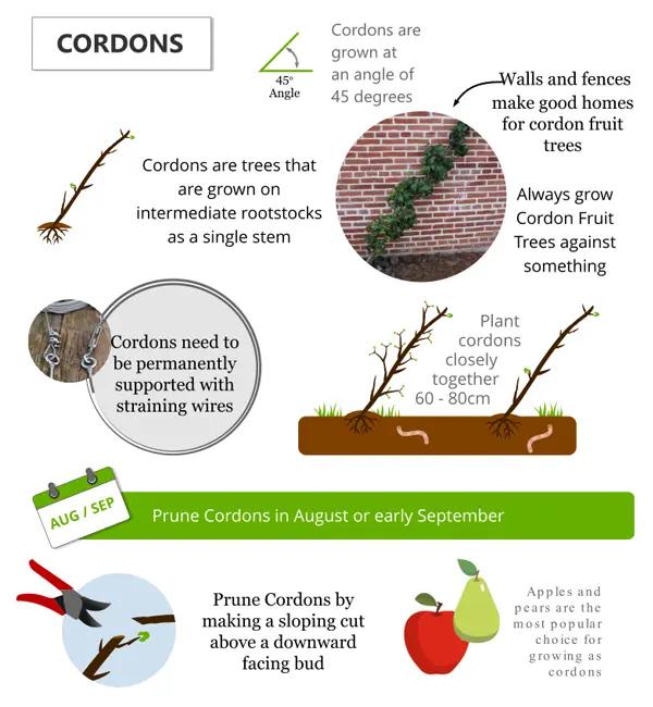 Information on how to train your fruit tree as a cordon