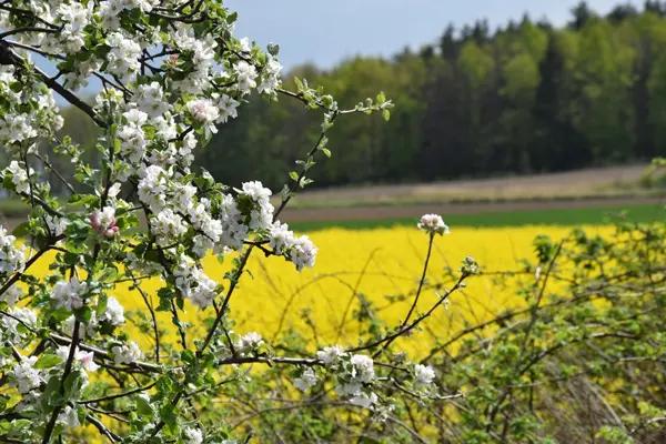 Wild crabapple trees help pollinate other surrounding fruit trees