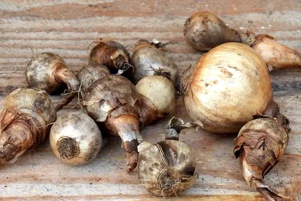 Dry Daffodil Bulbs