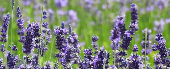 Lavender 2025